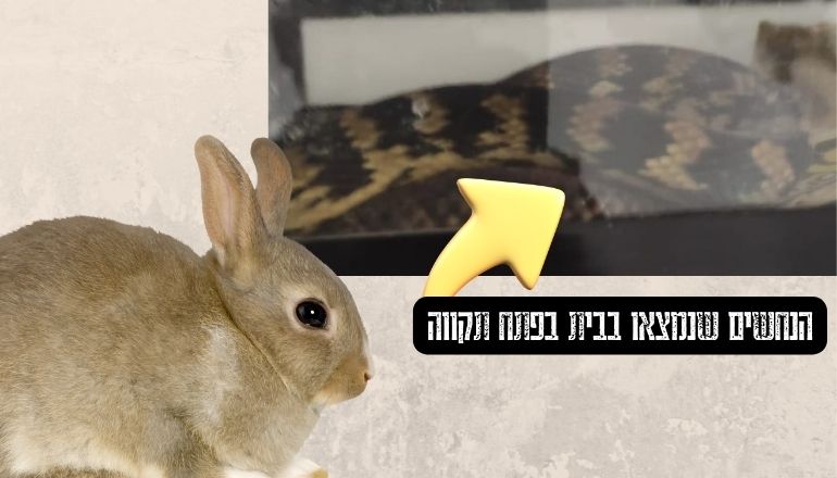 נחשים בפתח תקווה ארנבות שחוטות